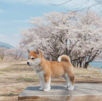 柴犬秋田犬