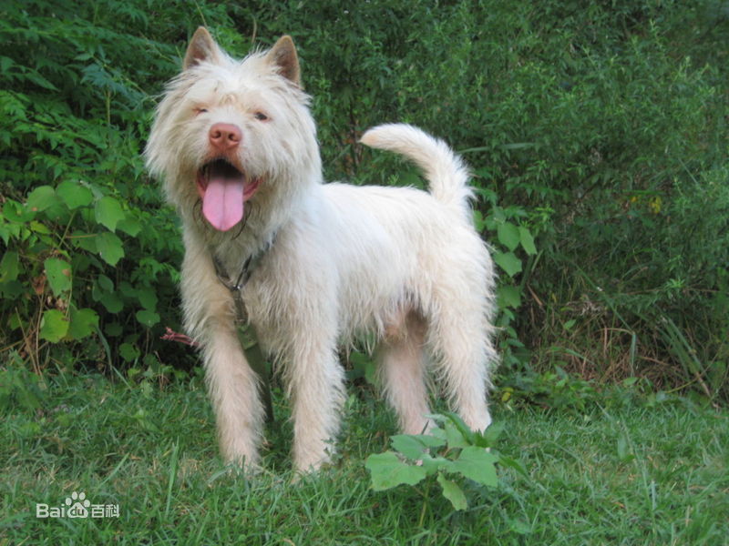 贵州下司犬 分长毛,中毛,短毛