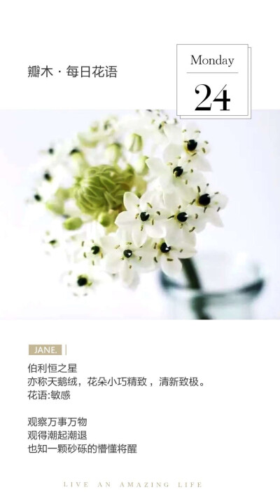 #瓣木·每日花语#
伯利恒之星
亦称天鹅绒，花朵小巧精致 ，清新致极。
花语:敏感
观察万事万物
观得潮起潮退
也知一颗砂砾的懵懂将醒