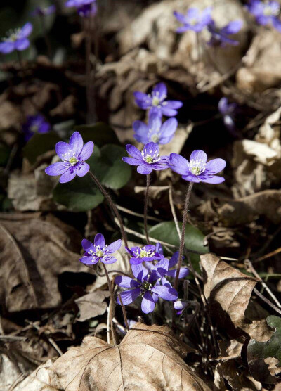 薇儿利特·伊芙加登 Violet Evergarden紫罗兰 质朴，美德，盛夏的清凉，永恒之美