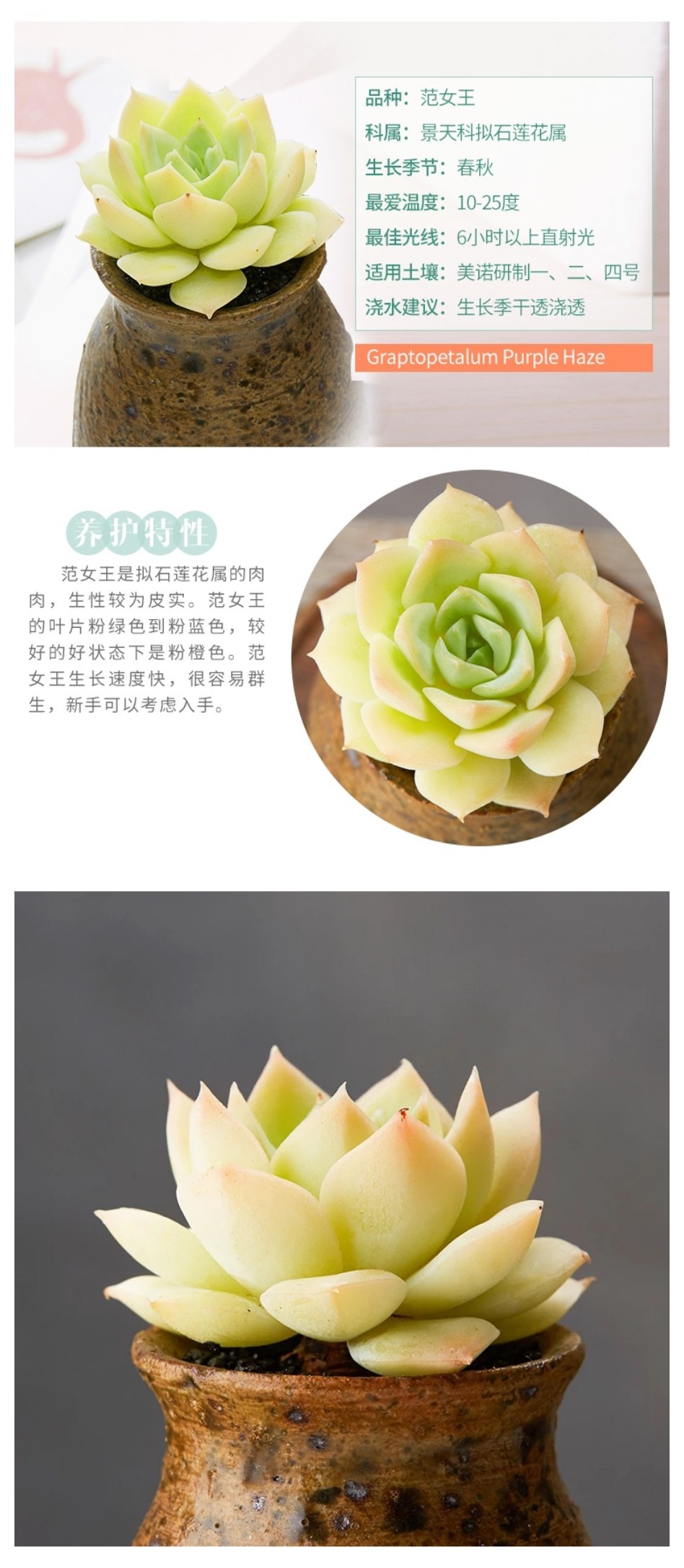 范女王，景天科拟石莲花属