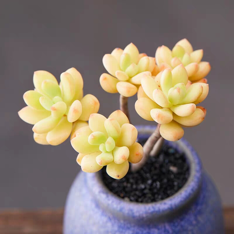 原始红稚莲，景天科拟石莲花属