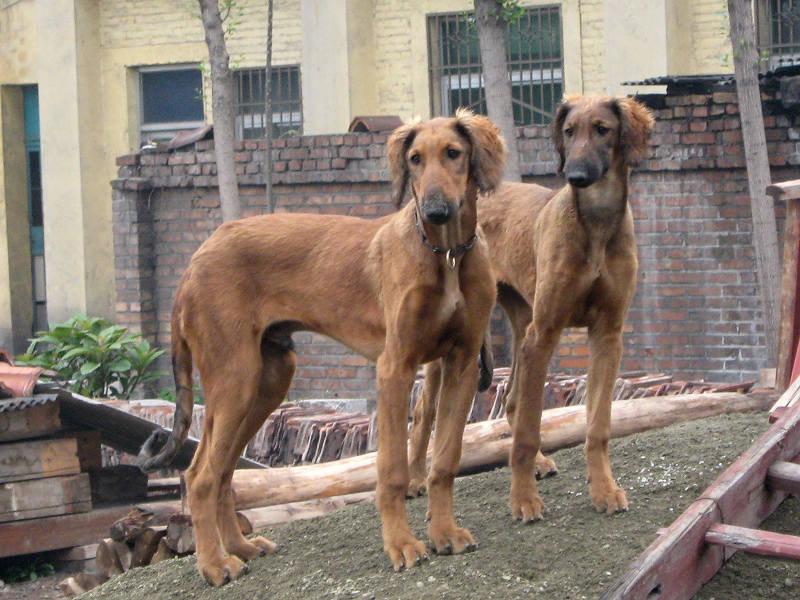 河北细犬