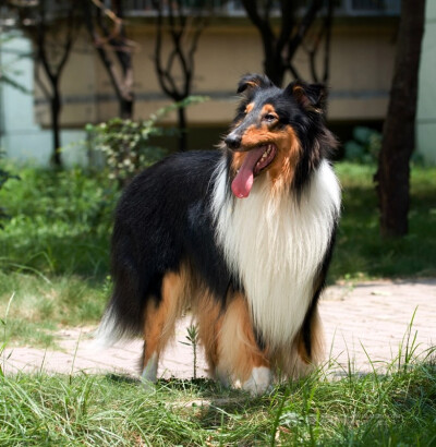 柯利牧羊犬(苏格兰牧羊犬)