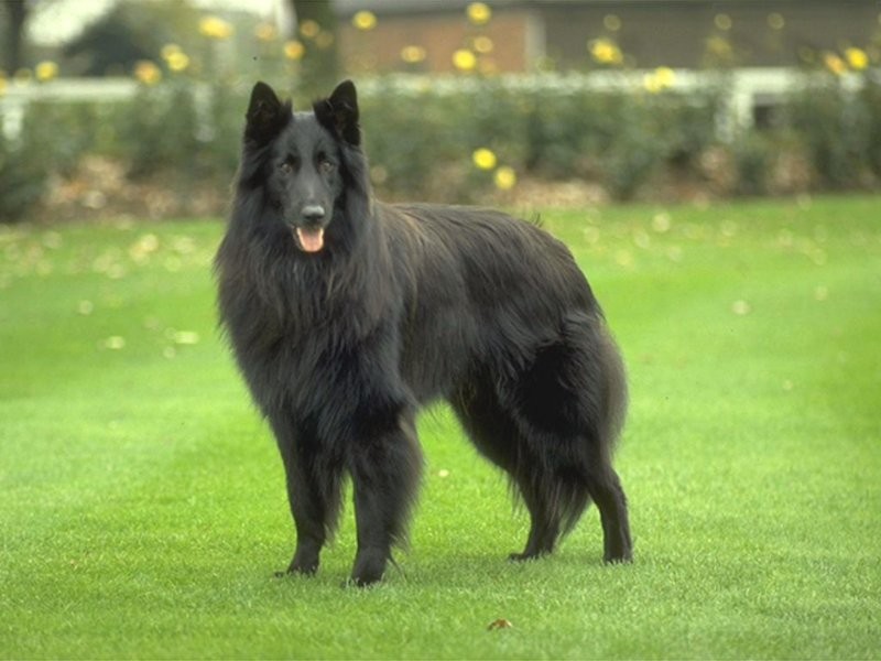 柯利牧羊犬(苏格兰牧羊犬)