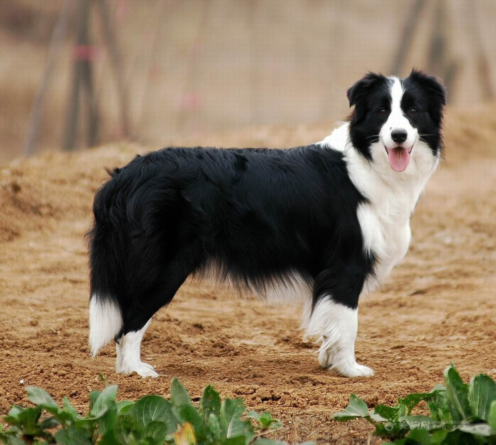 柯利牧羊犬(边境牧羊犬)