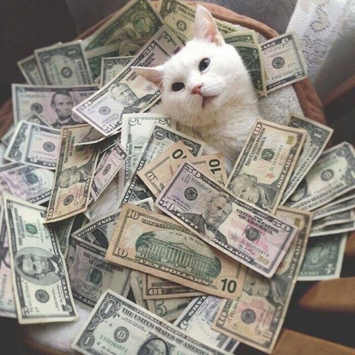 喵 各取所喜
「图片转自微信公众号：喵姐札记，喜欢关注]
如有侵权，联系侵删
谢谢喜欢៚