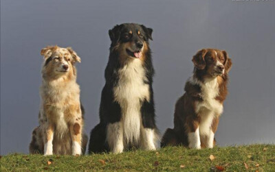 澳洲牧羊犬
产地美国。
血统：由柯利牧羊犬繁育