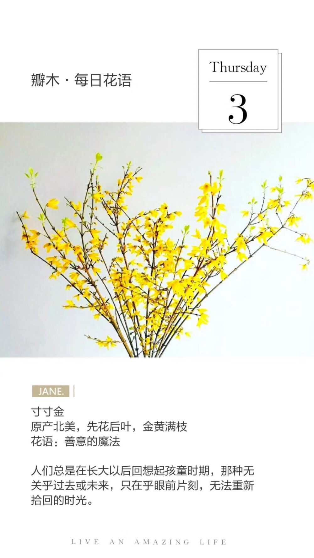 #瓣木·每日花语#
寸寸金
原产北美，先花后叶，金黄满枝
花语：善意的魔法
人们总是在长大以后回想起孩童时期，那种无关乎过去或未来，只在乎眼前片刻，无法重新拾回的时光。