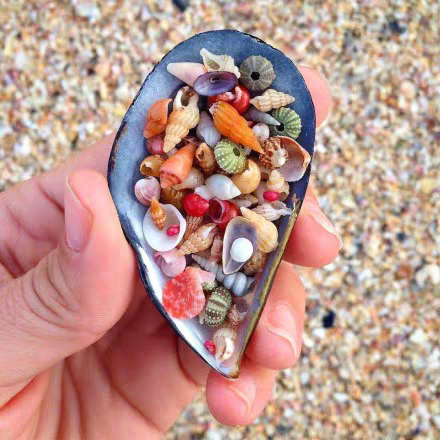 喜欢去海边收集这些美美的小贝壳