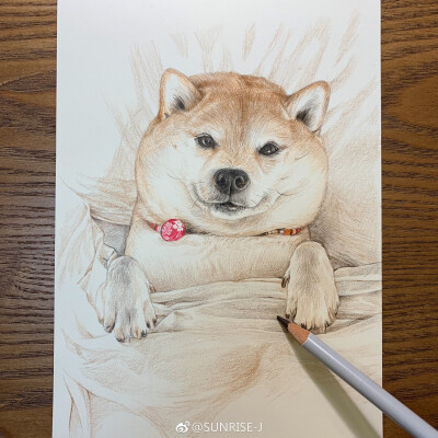 柴犬狗狗彩铅绘画步骤