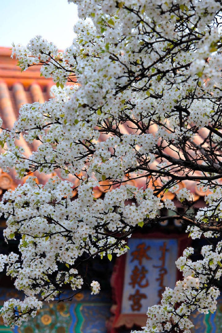 梨花满地不开门