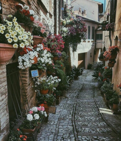 ♛ flowers