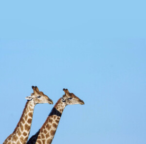 镇店之宝长颈鹿手机壁纸电脑屏保高清虚拟宝贝无需物流24小时发货