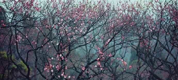 山溪绕寒城，林园眇荒隅。南枝小春梅，意似醉眼舒。—— 韩淲《梅雨》