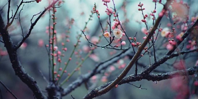 山溪绕寒城，林园眇荒隅。南枝小春梅，意似醉眼舒。—— 韩淲《梅雨》