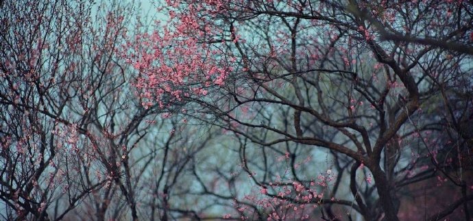 山溪绕寒城，林园眇荒隅。南枝小春梅，意似醉眼舒。—— 韩淲《梅雨》