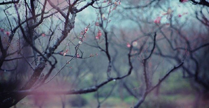 山溪绕寒城，林园眇荒隅。南枝小春梅，意似醉眼舒。—— 韩淲《梅雨》