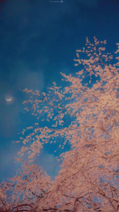 背景图 弯月 蓝色夜空 粉色的树