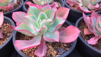 秋阳园艺 多肉 史尼迪 多肉植物 薄叶 随机Echeveria 'Sneedii'