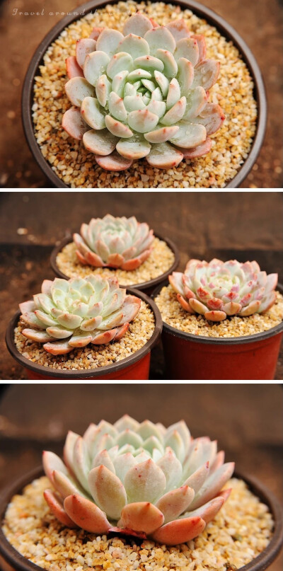 秋阳园艺 多肉植物 白雪 Echeveria'la pine' 