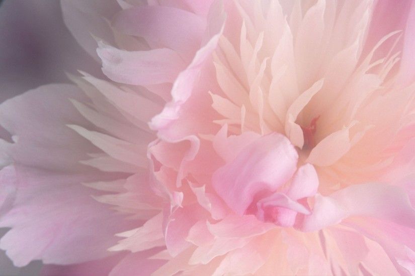 Blush Pink Peony