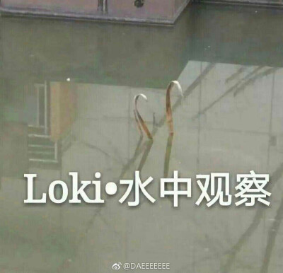 Loki