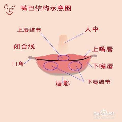 局部脸部结构