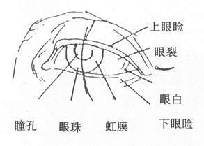 局部脸部结构