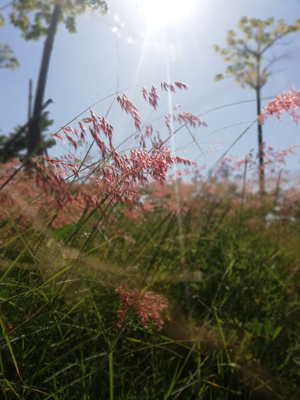 一棵，会开花的树