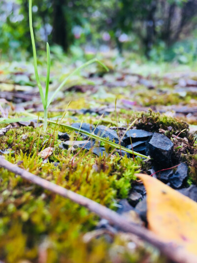 微妙的苔藓小世界