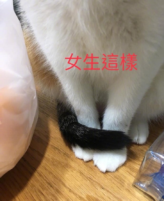 猫猫