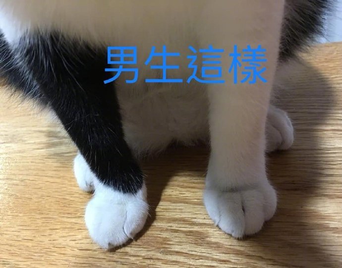 猫猫