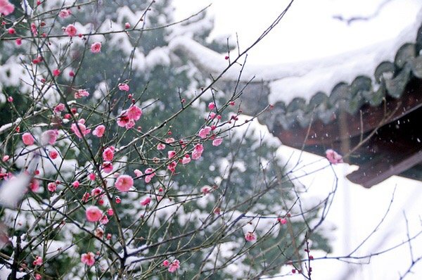 有梅无雪不精神，有雪无诗俗了人。