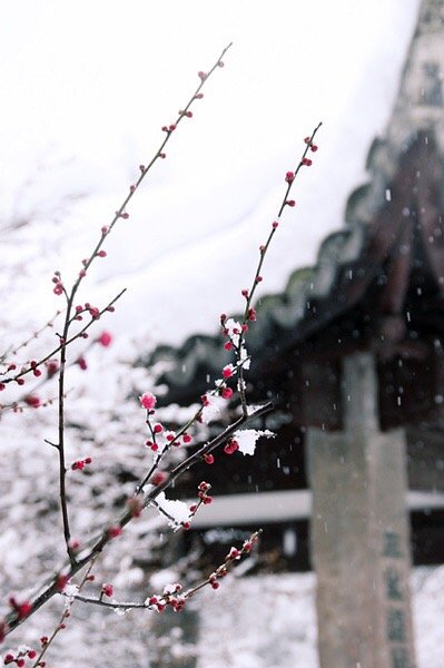 有梅无雪不精神，有雪无诗俗了人。