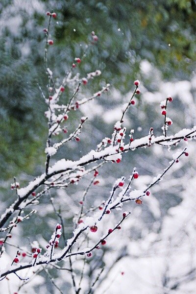 有梅无雪不精神，有雪无诗俗了人。