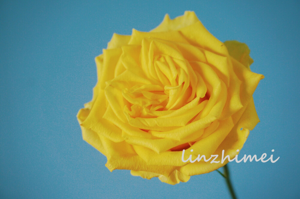 金枝玉叶
昆明产玫瑰，国产纯色黄玫瑰最常见的品种是金香玉和金枝玉叶，图中是金枝玉叶，二者颜色相近，金枝玉叶的黄亮度稍微更高一点，黄得更纯粹一点，金香玉外层发白，中间又有点偏橘了。和有香味的金香玉相比，金枝玉叶接近无香，开放度没有金香玉大，但是花型要饱满很多，有时候能开出卷心来，看到照片里的小爱心和小兔子卷心了吗 在鲜花的色环里，这样的黄色是亮度最高的颜色，每次看到都让人觉得像阳光洒在心里一样明亮跳跃，同样颜色的还有黄色的文心兰，也是非常抢眼吸睛的。玫瑰的瓶插期因为运输条件，花本身的品质，季节变化，摆放环境以及养护方式等方面的差异而有较大的跨度，养2天的也有，养2个礼拜甚至更久的也有，照片上是我去年11月买来考试之外剩余的花材，已经是瓶插1周的状态。