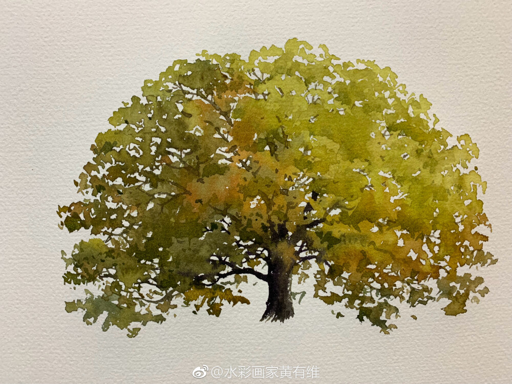 画秋天枝繁叶茂的树，叶子的颜色很丰富。用不同深浅，浓淡的色彩表达树冠的颜色。虽说树是蘑菇型，并没有画得太圆，而是注意树梢的细小变化。 （作者：黄有维水彩 ）