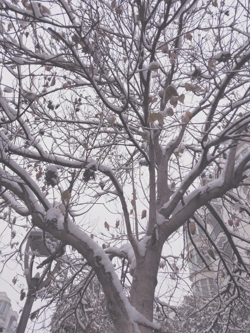 雪