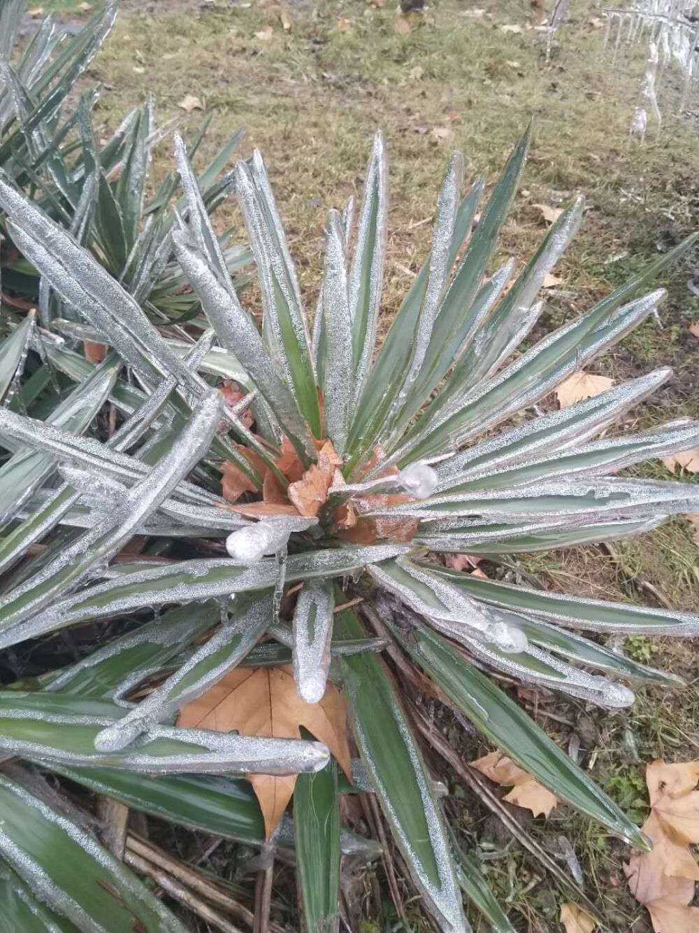 在萧瑟绿意的广州的冬天，无比想念有雪、有腊梅花香的北方。