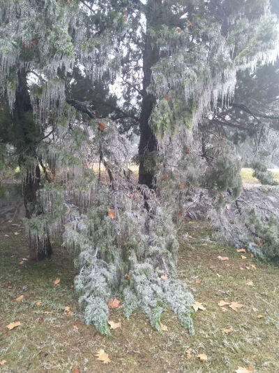 在萧瑟绿意的广州的冬天，无比想念有雪、有腊梅花香的北方。