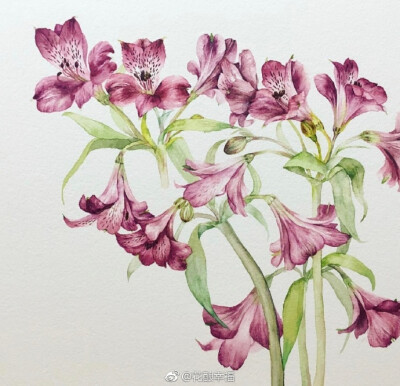 水彩手绘，（作者:viichae）， 花