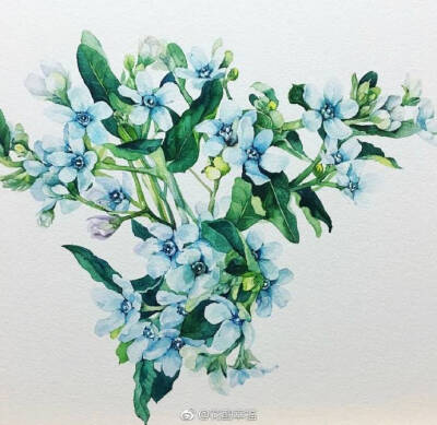 水彩手绘，（作者:viichae）， 花