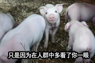 因为在人群里多看了你一眼