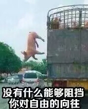 没有什么能阻挡你对自由的向往