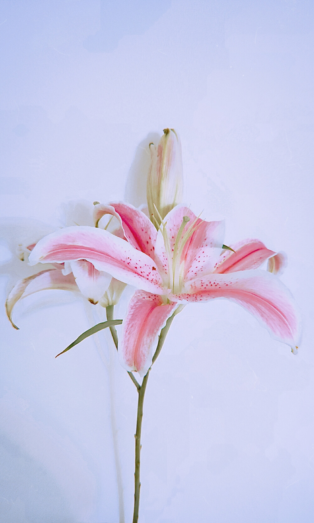 百合花