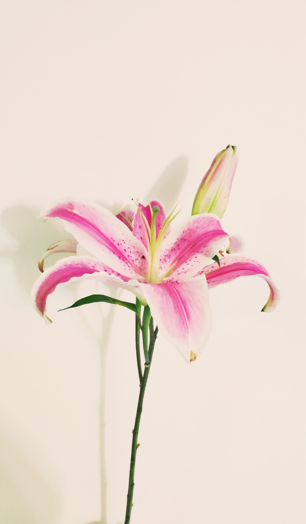 百合花