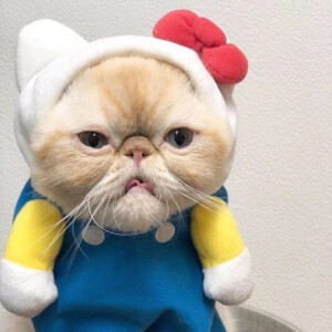 我真的真的真的真的真的好喜欢你呀~