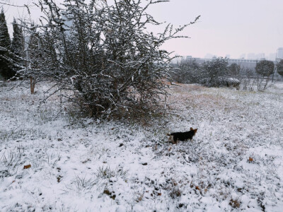 小狗 下雪天