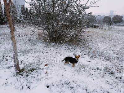 小狗 下雪天